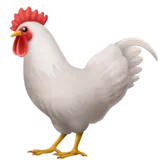 Rooster