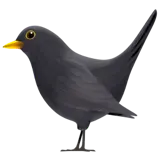 Sparrow